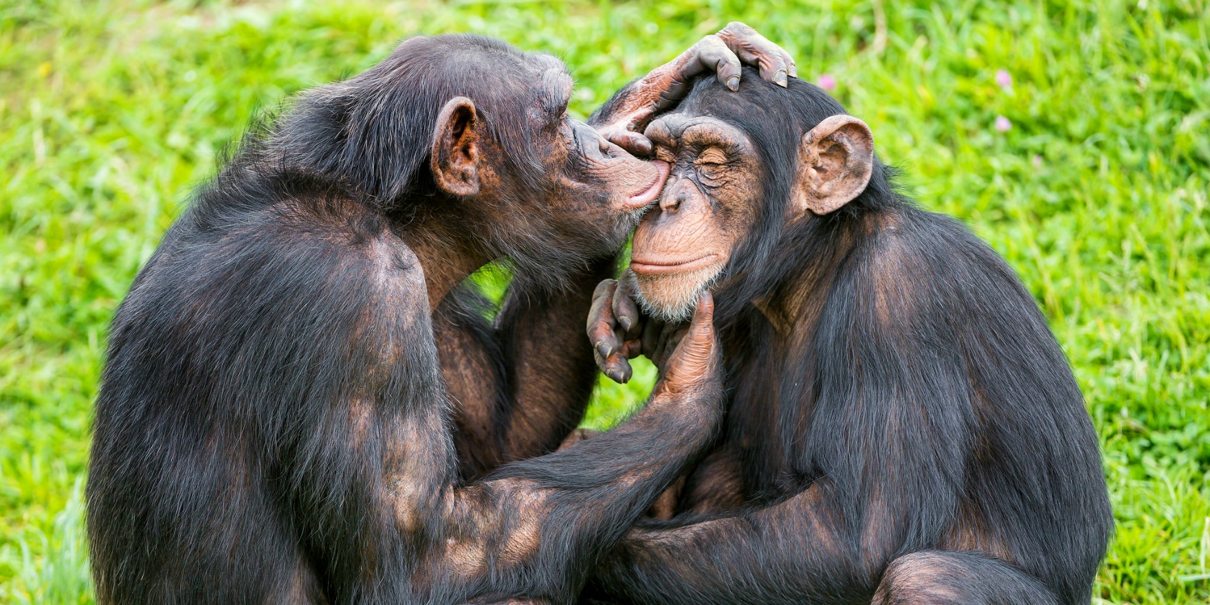 Бонобо поцелуй